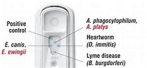 4dx heartworm test|4dx heartworm test results.